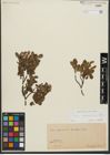 Foto von Salix waldsteiniana Willd.